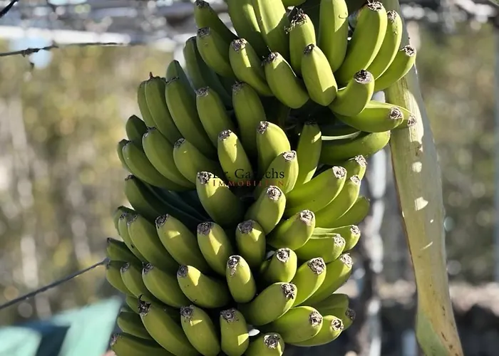 Villa Tropical Paradice Icod De Los Vinos