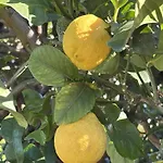 빌라 Tropical Paradice 이코드레로스비노스